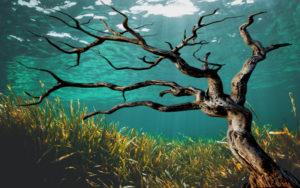 Árbol marino