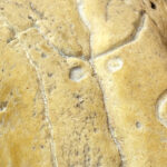 First Gesture *Chest detail