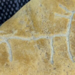 First Gesture (animal detail)